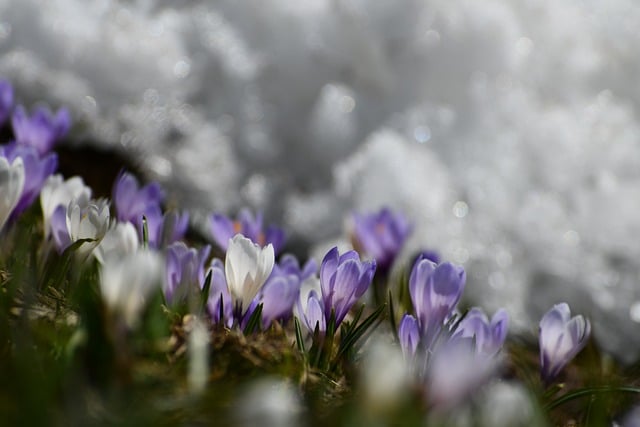 Free download crocus nature flowers flora free picture to be edited with GIMP free online image editor