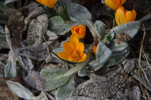 Free download Crocus Saffron Flower -  free photo or picture to be edited with GIMP online image editor