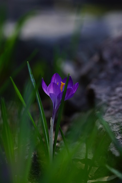 Free download crocus saffron primrose spring free picture to be edited with GIMP free online image editor