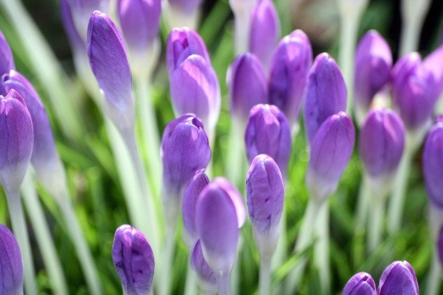 Muat turun percuma musim bunga crocus awal musim bunga gambar percuma untuk diedit dengan editor imej dalam talian percuma GIMP