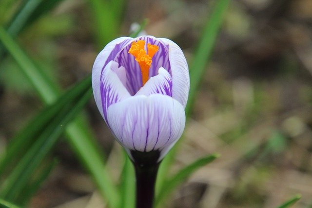 Free download Crocus Spring Flower -  free photo or picture to be edited with GIMP online image editor