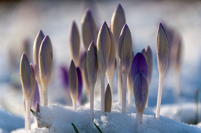 Free download crocus spring flowers snow nature free picture to be edited with GIMP free online image editor