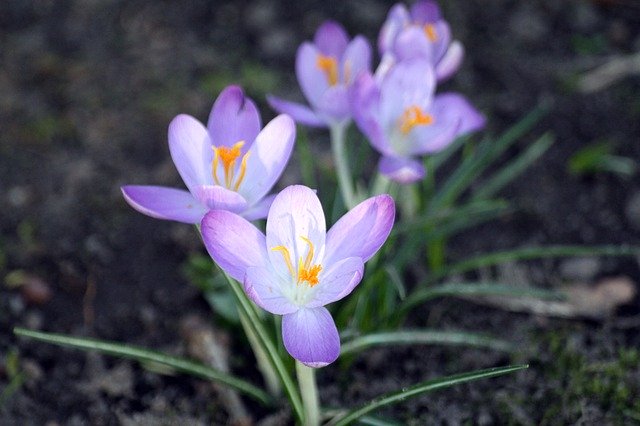 Free download Crocus Spring Hh -  free photo or picture to be edited with GIMP online image editor