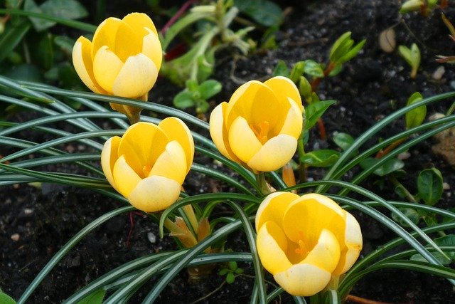 Free download Crocus Spring Tuinbloem -  free photo or picture to be edited with GIMP online image editor