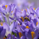 CROCUS Theme  screen for extension Chrome web store in OffiDocs Chromium