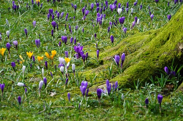 Free download Crocus Tree Root -  free photo or picture to be edited with GIMP online image editor