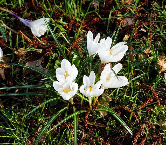 Free download Crocus White Garden -  free photo or picture to be edited with GIMP online image editor