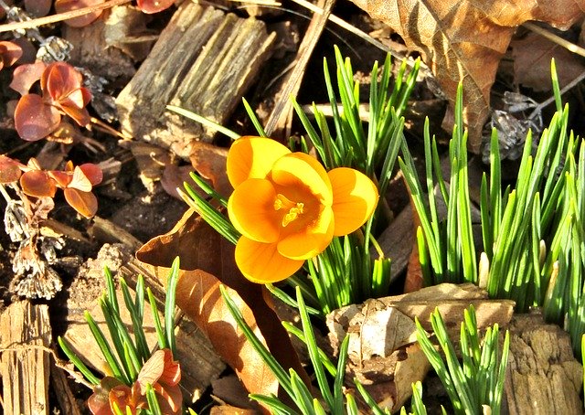 Free download Crocus Yellow Blossom -  free photo or picture to be edited with GIMP online image editor