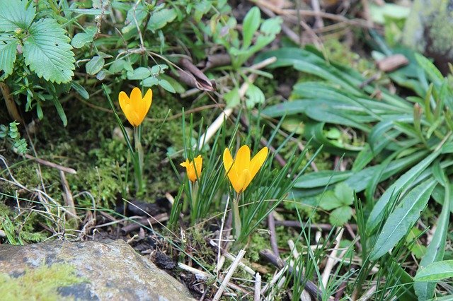 Free download Crocus Yellow Flowers -  free photo or picture to be edited with GIMP online image editor