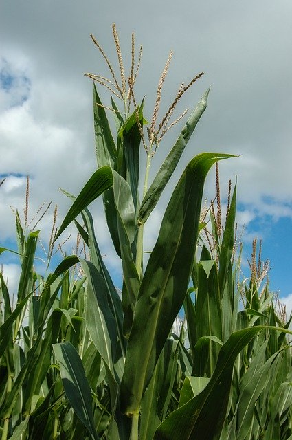 Free download Crop Corn Farm -  free photo or picture to be edited with GIMP online image editor