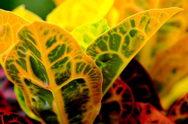 Free download croton leaves plant foliage free picture to be edited with GIMP free online image editor