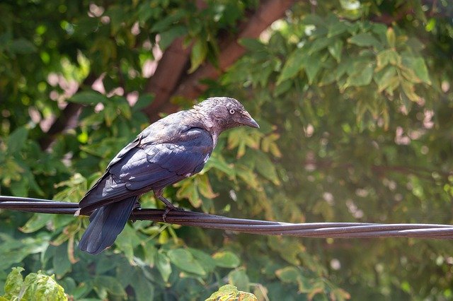 Téléchargement gratuit Crow Bird Animal - photo ou image gratuite à éditer avec l'éditeur d'images en ligne GIMP