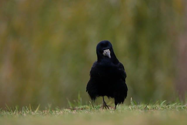 Free download crow bird animal wildlife raven free picture to be edited with GIMP free online image editor