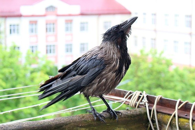 Descărcare gratuită Crow Bird Balcony - fotografie sau imagini gratuite pentru a fi editate cu editorul de imagini online GIMP