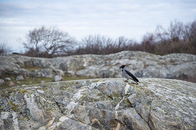 Ücretsiz indir Crow Bird Cliffs - GIMP çevrimiçi resim düzenleyici ile düzenlenecek ücretsiz fotoğraf veya resim