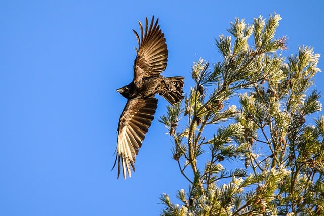Free download crow bird jaw flying bird free picture to be edited with GIMP free online image editor