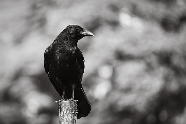 Free download crow bird nature animal wildlife free picture to be edited with GIMP free online image editor