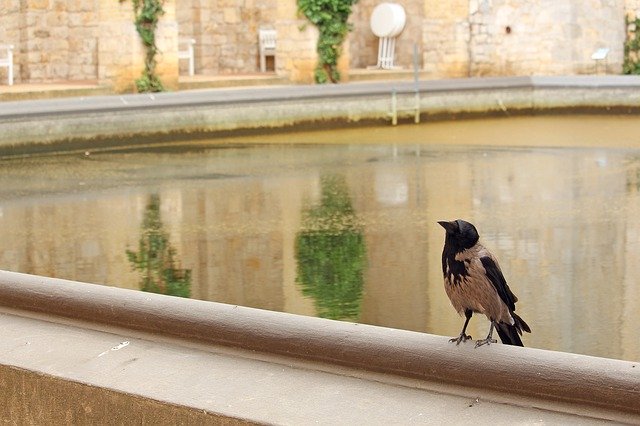 تحميل مجاني Crow Bird Raven - صورة مجانية أو صورة لتحريرها باستخدام محرر الصور عبر الإنترنت GIMP