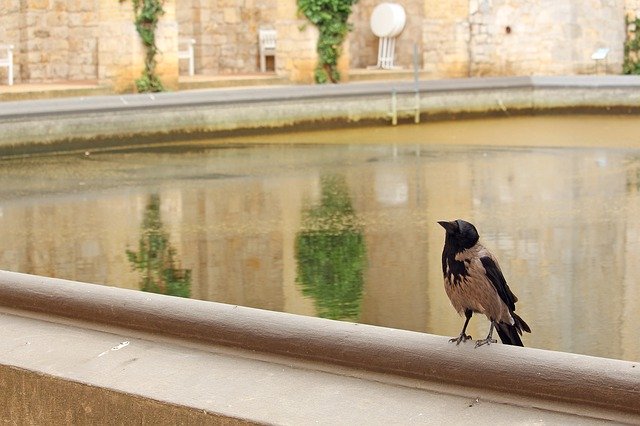 Free download Crow Bird Raven -  free photo or picture to be edited with GIMP online image editor