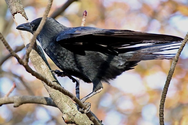 Free download crow birds black color perched free picture to be edited with GIMP free online image editor