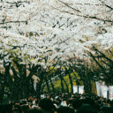 Crowd of People Walking under Cherry Trees  screen for extension Chrome web store in OffiDocs Chromium