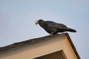 Free download Crow Food free photo or picture to be edited with GIMP online image editor