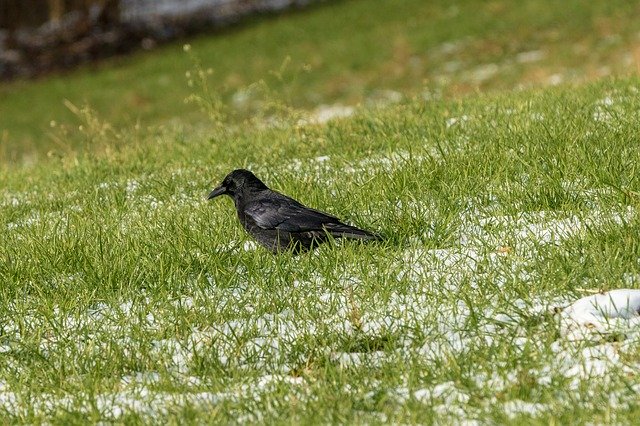 Téléchargement gratuit du modèle photo gratuit Crow Grass Bird à éditer avec l'éditeur d'images en ligne GIMP