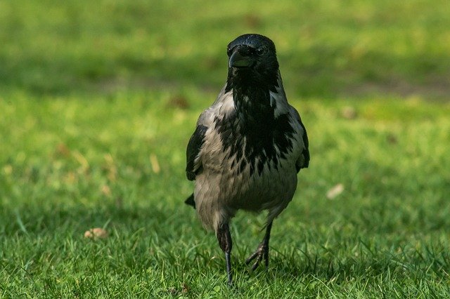 Scarica gratis il corvo grigio uccello krukowate in piedi immagine gratuita da modificare con l'editor di immagini online gratuito GIMP