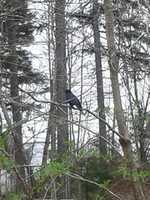Free download crow free photo or picture to be edited with GIMP online image editor