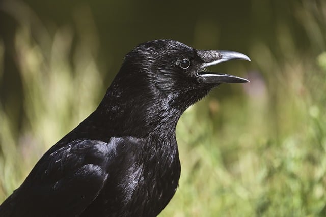 Free download crow nature bird animal wildlife free picture to be edited with GIMP free online image editor