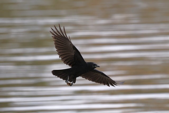 Free download crow nature birds wildlife avian free picture to be edited with GIMP free online image editor