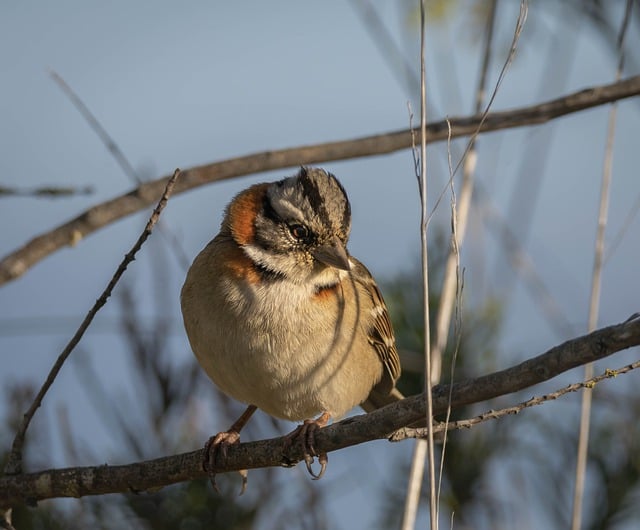 Kostenloser Download gekrönter Spatzenvogel-Tierbild zur Bearbeitung mit dem kostenlosen Online-Bildeditor GIMP