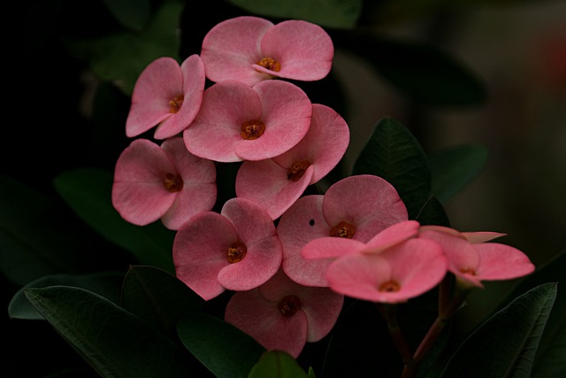 Free download crown of thorns flowers free picture to be edited with GIMP free online image editor