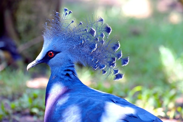 Free download crown pigeon bird animal nature free picture to be edited with GIMP free online image editor