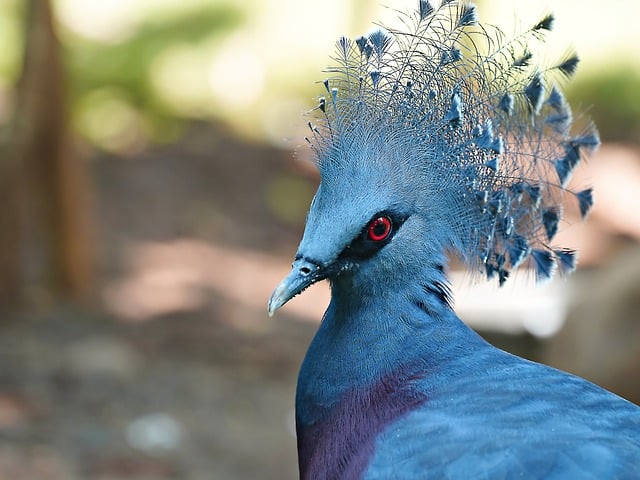 Free download crown pigeon bird blue bird nature free picture to be edited with GIMP free online image editor