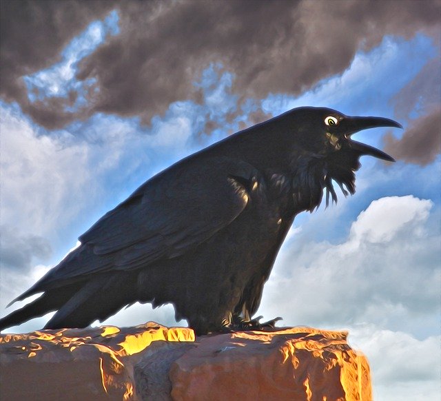 Template Photo Crow Raven Bird -  for OffiDocs