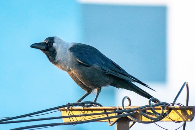 Free download crow raven bird bird common raven free picture to be edited with GIMP free online image editor