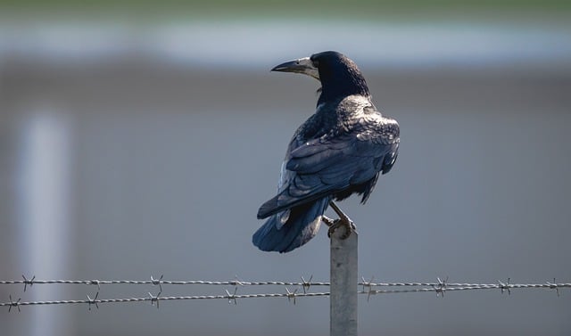 Free download crow raven bird feathers fence free picture to be edited with GIMP free online image editor