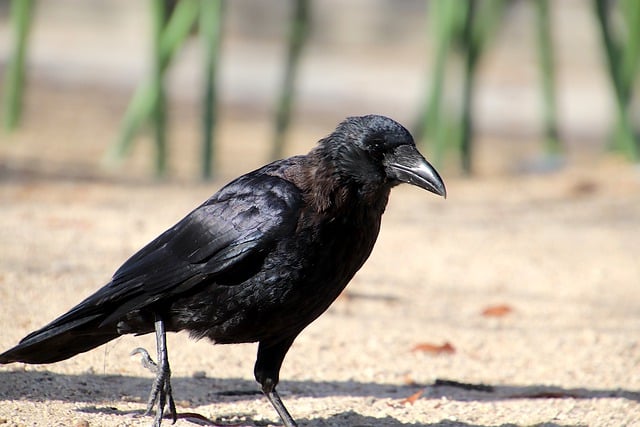 Free download crow raven corvid corvidae bird free picture to be edited with GIMP free online image editor