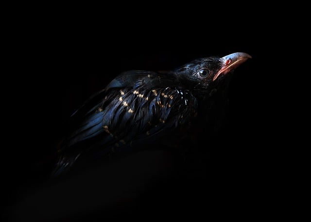 Free download crow raven feathers bird beak free picture to be edited with GIMP free online image editor
