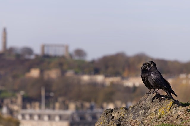 Free download crows birds avian wildlife nature free picture to be edited with GIMP free online image editor