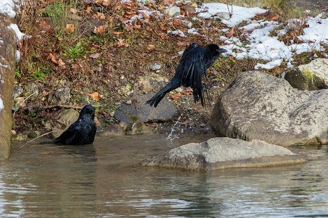 Free download Crow Swim Flying -  free photo or picture to be edited with GIMP online image editor