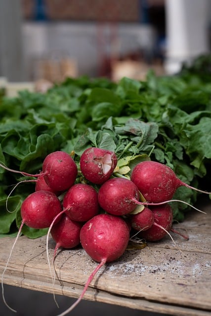 Free download crunchy radish agriculture free picture to be edited with GIMP free online image editor
