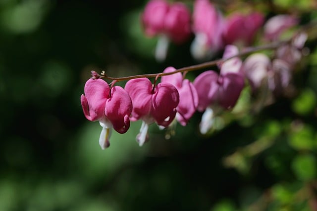 Free download crying heart blossom bloom garden free picture to be edited with GIMP free online image editor