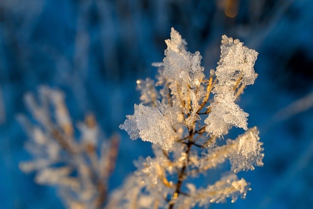 Free download crystals frost blade of grass free picture to be edited with GIMP free online image editor