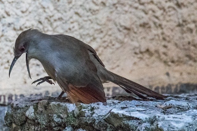 Free download cuba artemisa arriero bird birding free picture to be edited with GIMP free online image editor