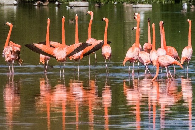 Free download cuba cayo santa maria flamingo free picture to be edited with GIMP free online image editor