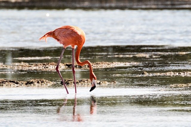 Free download Cuba Cienaga De Zapata Flamingo -  free photo or picture to be edited with GIMP online image editor