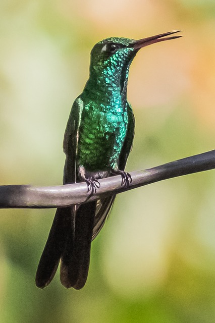 Free download cuba cienaga de zapata hummingbird free picture to be edited with GIMP free online image editor