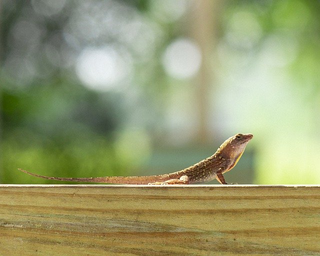 Muat turun percuma Cuban Brown Anole Florida Lizard - foto atau gambar percuma untuk diedit dengan editor imej dalam talian GIMP